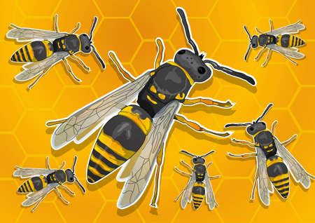  honey beeのイラスト素材