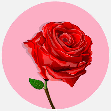red roses are very beautifulのイラスト素材