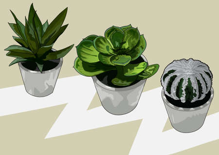 ornamental plants to beautify the houseのイラスト素材