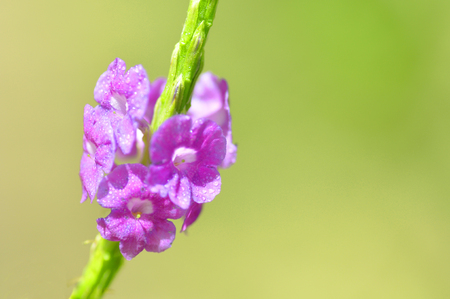 Blue porterweed flower in garden with green blur backgroundの写真素材
