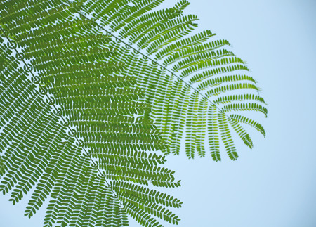 Leaves of Flame Tree with sky blue backgroundの写真素材
