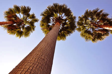 Tall Palm trees with blue sunny skyの写真素材