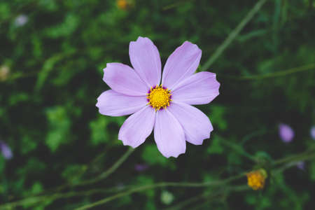 Kosmeya (Cósmos)の写真素材