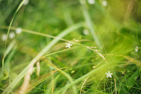 green landscapeの写真素材