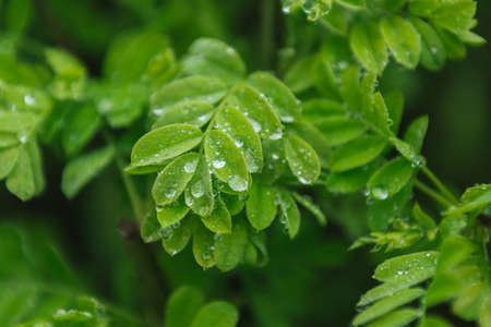 Dew on leavesの写真素材