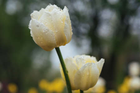 Yellow tulips in dewの写真素材