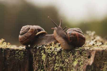 Grape snails loveの写真素材
