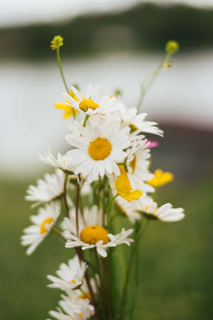 Bouquet of field chamomilesの写真素材