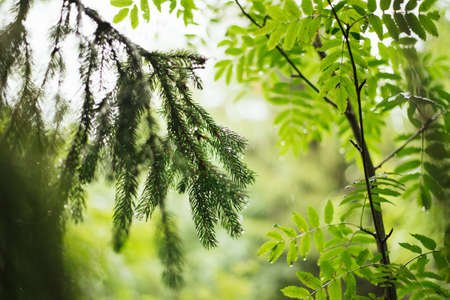 Coniferous branchesの写真素材