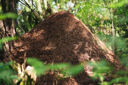 A large anthill in the forestの写真素材