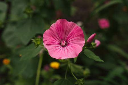 Red Ipomoeaの写真素材