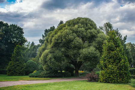 Large oak in the parkの写真素材