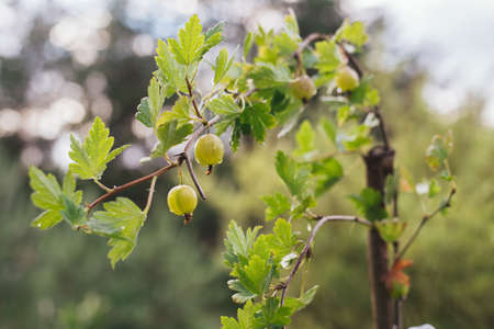 Gooseberries on a bushの写真素材