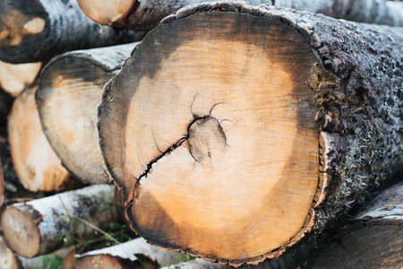 Sawn trunk of a tree