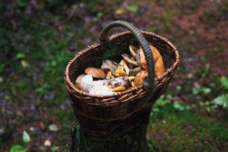 Basket with mushrooms in the forest on a stumpの写真素材
