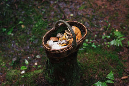 Basket with mushrooms in the forest on a stumpの写真素材