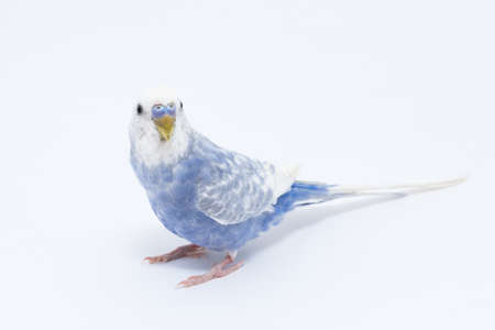White-blue wavy parrot isolated on white backgroundの写真素材