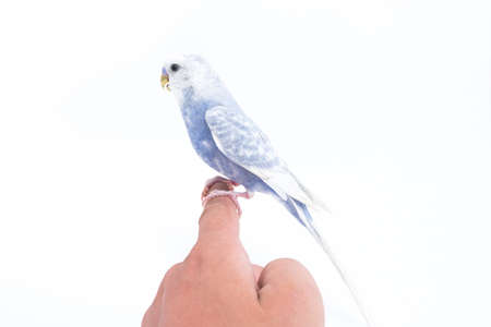 White-blue wavy parrot on his hand isolated on white backgroundの写真素材