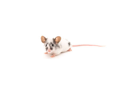 Decorative cute mouse isolated on white background for any purposeの写真素材