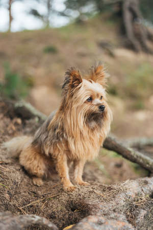 Yorkshire Terrier from Spitz in the park for any purposeの写真素材