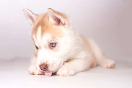A husky puppy lying with his tongue hanging out, on a light background for any purposeの写真素材