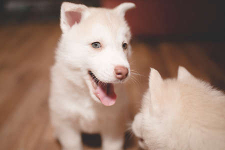 Playful husky puppy, portrait for any purpose