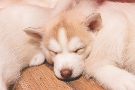Sleeping husky puppy on the floor for any purpose