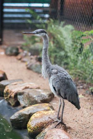 Grey Heron in captivity for any purposeの写真素材