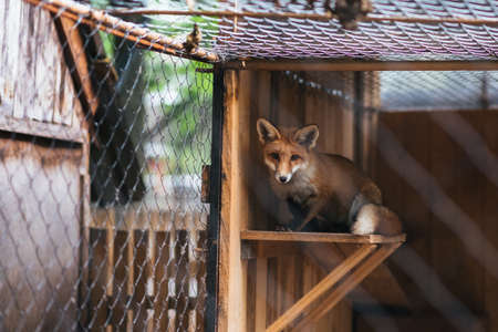 Red Fox in captivity for any purposeの写真素材