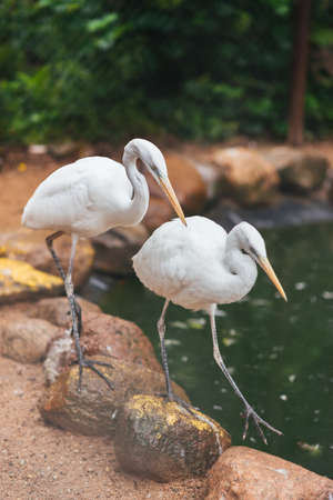 White egret big in captivity for any purpose