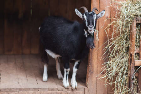 black and white goat in a pen near the hay for any purposeの写真素材