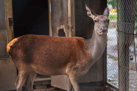 The female red deer in captivity for any purposeの写真素材