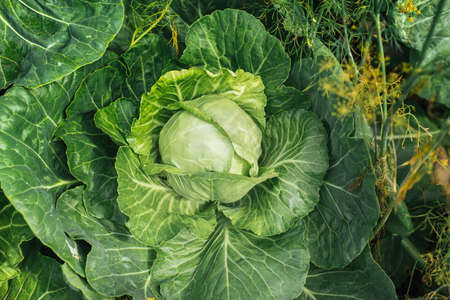 bright young cabbage in the garden for any purpose