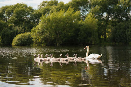 White Swan with Chicks for any purposeの写真素材
