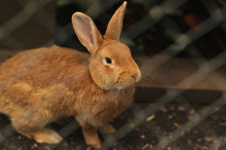 Red rabbit in captivity for any purpose