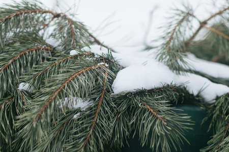 Pine branch covered with snow for any purposeの写真素材