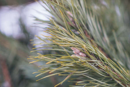 Pine tree branch with small cones on snow background for any purposeの写真素材