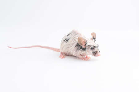 Wet decorative mouse isolated on whiteの写真素材