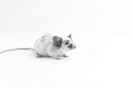 Decorative cute mouse, on a light background, for any purpose