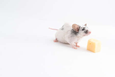 Decorative cute mouse sniffing cheese on a light background, for any purposeの写真素材