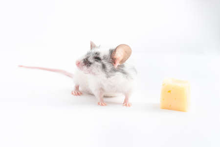 Decorative cute mouse turned away from the cheese, on a light background, for all purposes