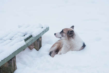 Homeless sad lonely dog lying near the bench in the snow, for any purposeの写真素材