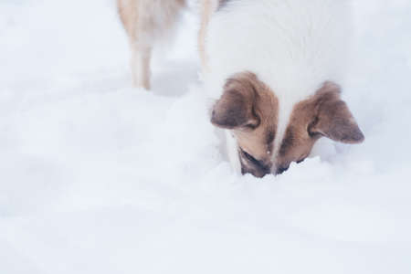 Stray dog looking for food in the snow, for any purposeの写真素材