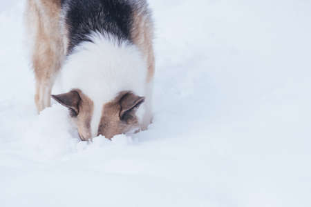 Stray dog looking for food in the snow, for any purpose