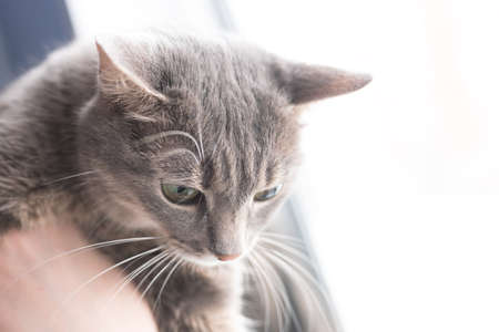 The beautiful gray cat near Windows for any goalsの写真素材