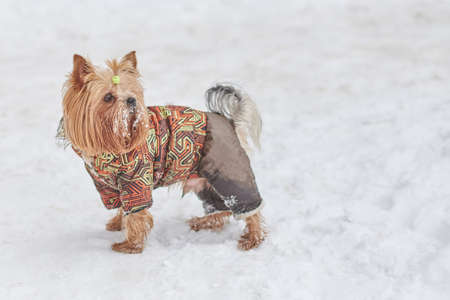 Cute dog in a suit in the snow for any purposeの写真素材