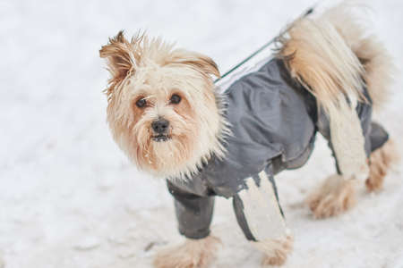 Cute dog in a suit in the snow for any purposeの写真素材