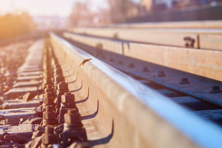 Butterfly on rails in the sun for any purposeの写真素材