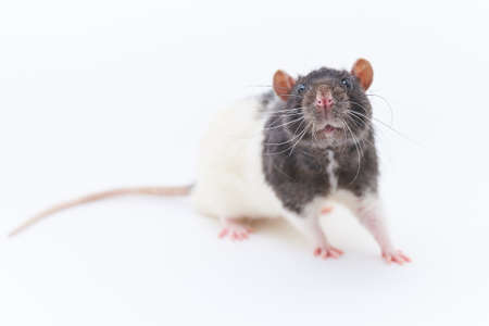 Portrait of a cute, gray decorative rats. On a white background. For all purposesの写真素材