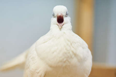 Cute beautiful pigeons in the petting zoo. For all purposesの写真素材